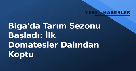 Biga'da Tarım Sezonu Başladı: İlk Domatesler Dalından Koptu