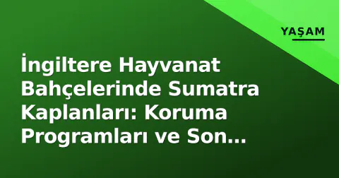 İngiltere Hayvanat Bahçelerinde Sumatra Kaplanları: Koruma Programları ve Son Gelişmeler
