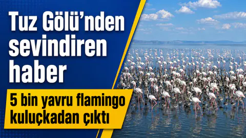 Tuz Gölü'nde Flamingo Mucizesi: 5 Bin Yavru Kuluçkadan Çıktı