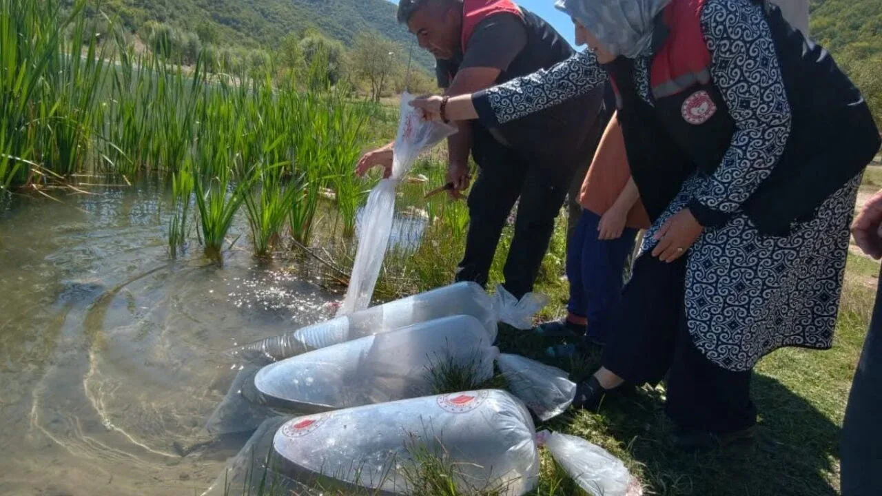 Karabük'ün 6 Göletine 105 Bin Yavru Balık: Stoklar Yenileniyor Karabük'ün 6 Göletine 105 Bin Yavru Balık: Stoklar Yenileniyor
