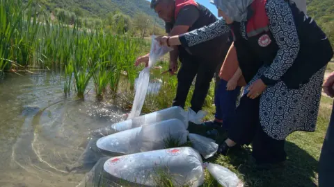 Karabük'ün 6 Göletine 105 Bin Yavru Balık: Stoklar Yenileniyor