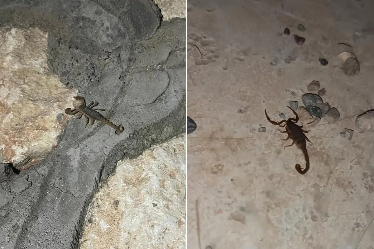Adıyaman'da Yaz Sıcakları Akrep Alarmı Verdirtti Adıyaman'da Yaz Sıcakları Akrep Alarmı Verdirtti