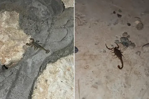 Adıyaman'da Yaz Sıcakları Akrep Alarmı Verdirtti