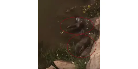Dicle Nehri'nde Nadir Görülen Misafirler: Su Samurları Kamerada