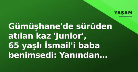 Gümüşhane'de sürüden atılan kaz 'Junior', 65 yaşlı İsmail'i baba benimsedi: Yanından ayırmıyor