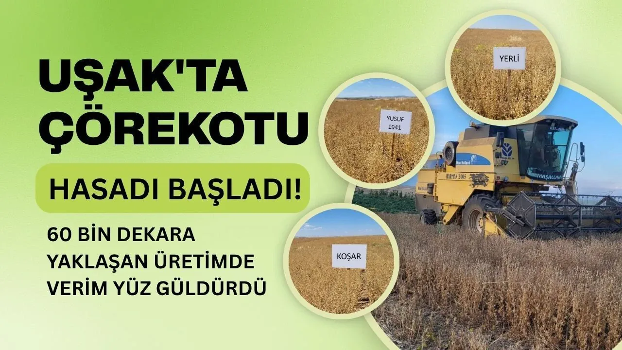Uşak'ta Çörekotu Hasadı Başladı: 60 Bin Dekarda Verim Rekoru Uşak'ta Çörekotu Hasadı Başladı: 60 Bin Dekarda Verim Rekoru