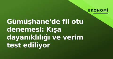 Gümüşhane'de fil otu denemesi: Kışa dayanıklılığı ve verim test ediliyor