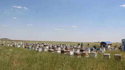 Şırnak'ın İdil İlçesinde 65 Milyon Arı Doğal Bal Üretimi İçin Çalışıyor