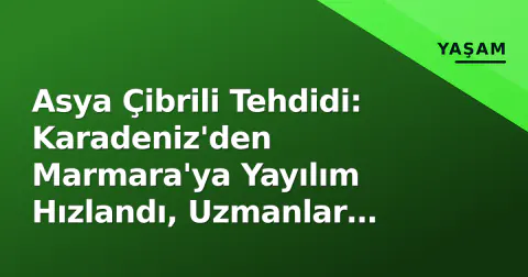 Asya Çibrili Tehdidi: Karadeniz'den Marmara'ya Yayılım Hızlandı, Uzmanlar 'Bahar Tuzağı' Stratejisini Vurguluyor