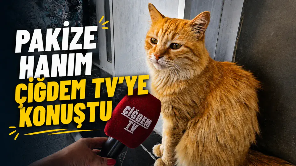 Kırşehir'in Maskotu Pakize Hanım'dan Sokak Hayvanları İçin Kritik Uyarılar görseli