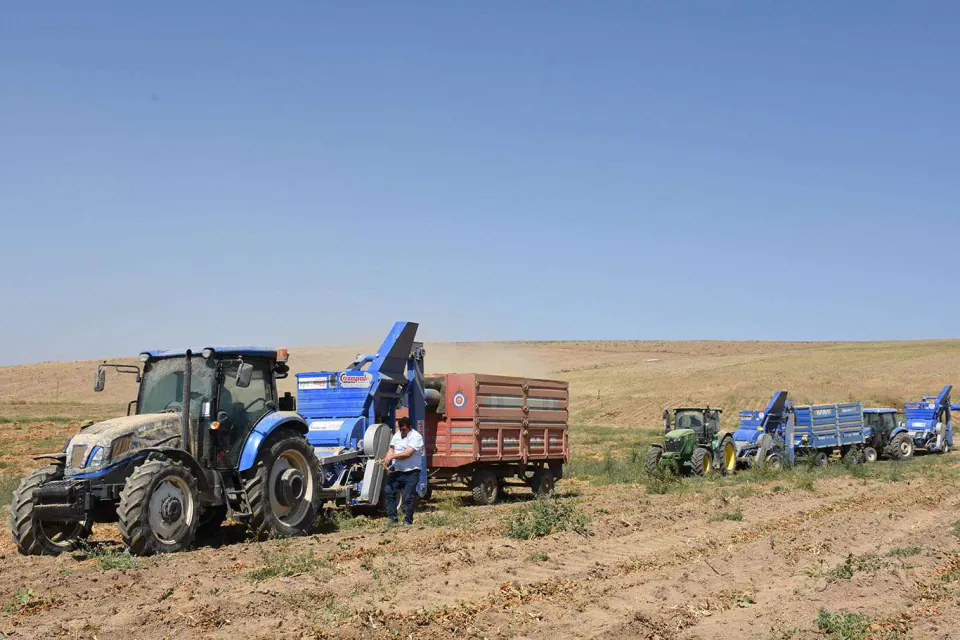 Tokat Taze Fasulye Üretiminde Türkiye'nin İlk 4 İli Arasına Girdi görseli