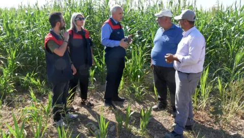 Malatya'da Hayvancılık İçin Yeni Çözüm: Sorgun Otu Verimi ve Avantajları