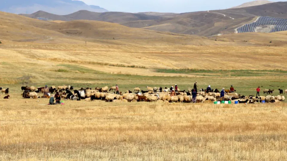 Ahlat'ta göçerler yazın son aylarında: Yayla mesaisi Ağustos yağmurlarıyla uzadı görseli