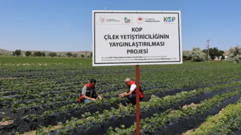 Nevşehir Derinkuyu'da Çilek Dönemi: 9 Dekarlık Modern Bahçeler Kuruldu