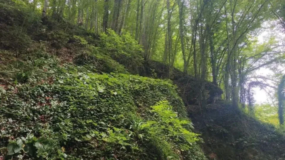 Ordu'da fındık hasadı faciası: Çiftçi 30 metre uçuruma düştü, hayatını kaybetti görseli