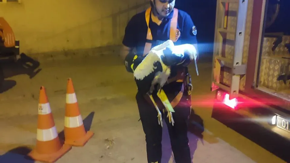 Tufanbeyli'de Elektrik Tellerine Takılan Leylek Kurtarıldı görseli