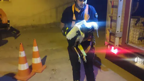 Tufanbeyli'de Elektrik Tellerine Takılan Leylek Kurtarıldı