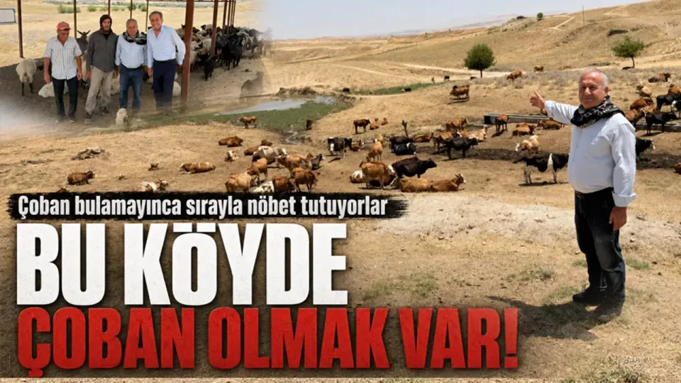Batman'da Çoban Arayışı: 80 Bin TL Maaş ve İkramiyeye Rağmen Çözüm Yok görseli