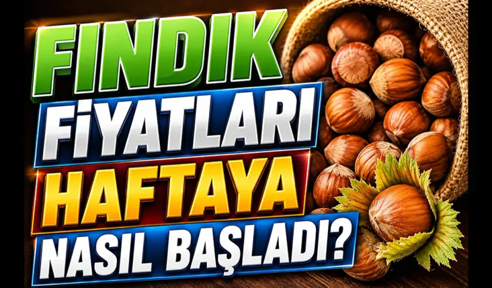 Sakarya'da Fındık Fiyatları Hareketlendi: TMO ve Serbest Piyasa Arasındaki Fark Ne Kadar? görseli
