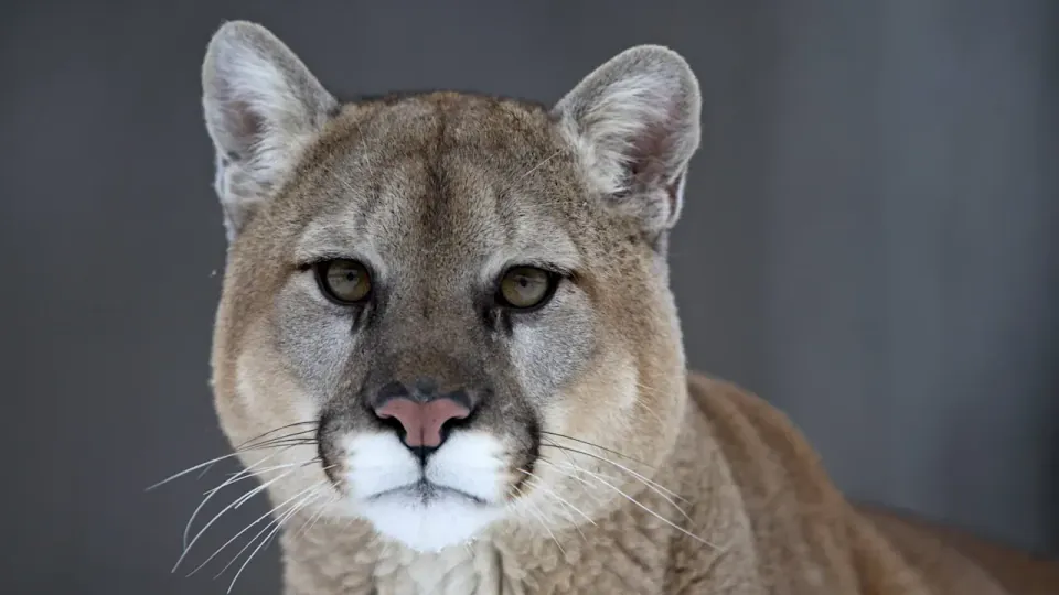 München Havalimanı'na Yakın Puma Görüldü: Yetkiler 'En Yüksek Tedbir' Uyarısı Yaptı görseli