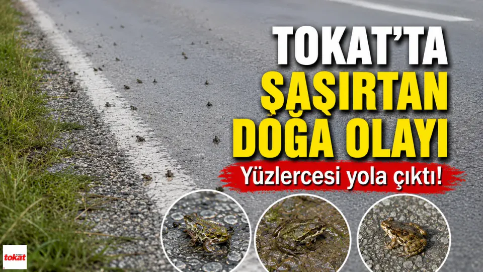 Tokat'ta Nadir Görülen Doğa Olayı: Yüzlerce Yavru Kurbağa Yola Aktı görseli