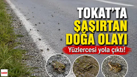 Tokat'ta Nadir Görülen Doğa Olayı: Yüzlerce Yavru Kurbağa Yola Aktı