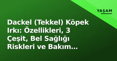 Dackel (Tekkel) Köpek Irkı: Özellikleri, 3 Çeşit, Bel Sağlığı Riskleri ve Bakım Rehberi