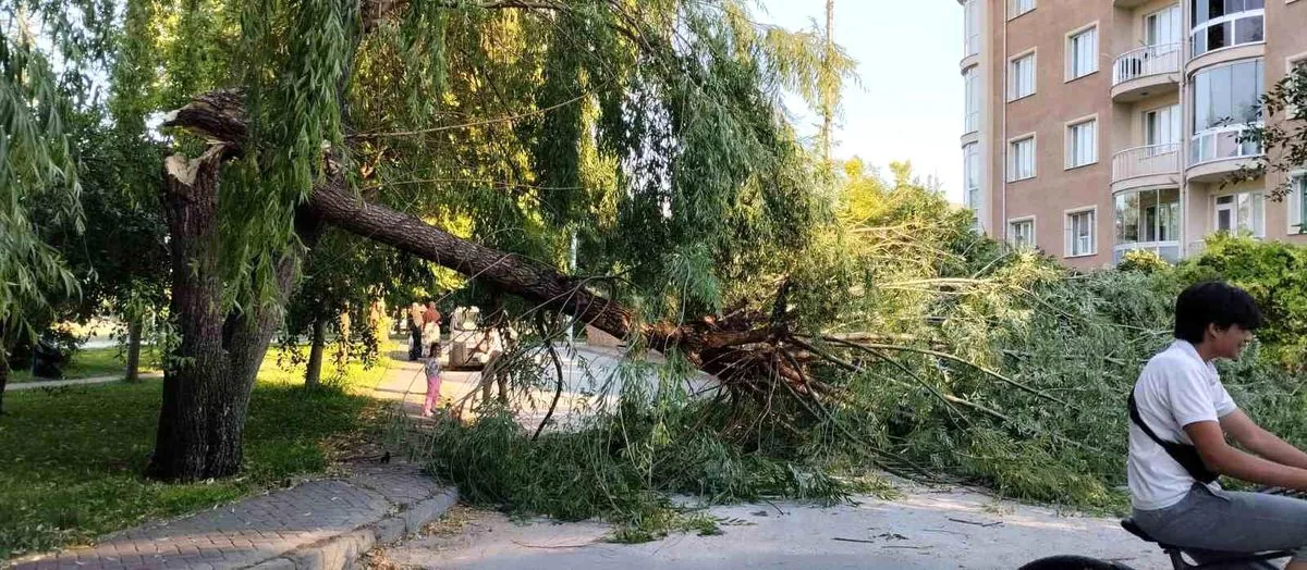 Eskişehir'de Şiddetli Rüzgar Parktaki Ağacı Devirdi Eskişehir'de Şiddetli Rüzgar Parktaki Ağacı Devirdi