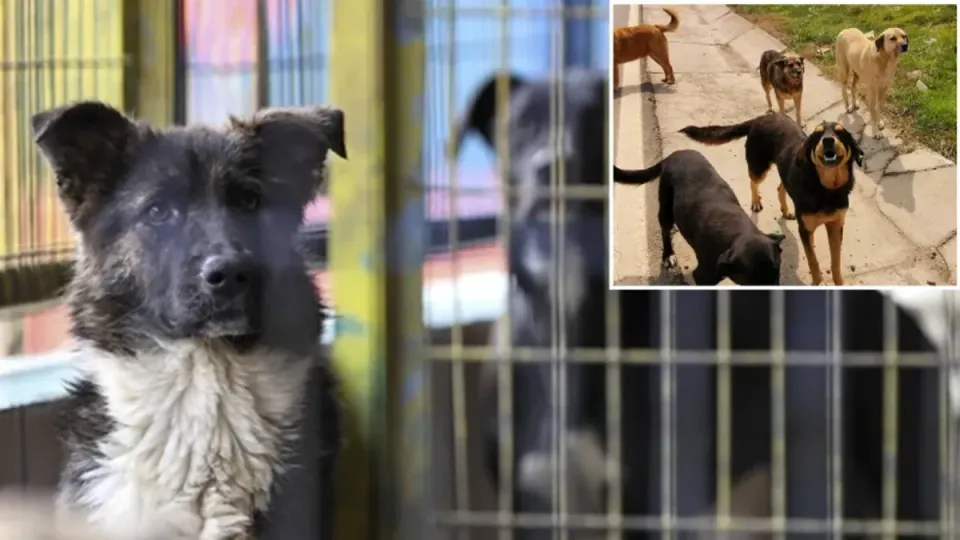Bakan Çiftçi'den Sokak Köpekleri İçin Yılbaşı Hedefi: Toplama Süreci Hızlanıyor görseli