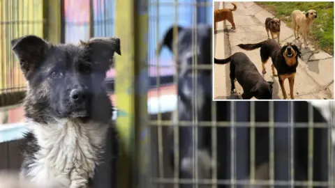 Bakan Çiftçi'den Sokak Köpekleri İçin Yılbaşı Hedefi: Toplama Süreci Hızlanıyor