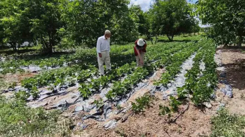 Kütahya'da Nohut ve Barbunya Üretimi: Beklenen Verim Rakamları Açıklandı