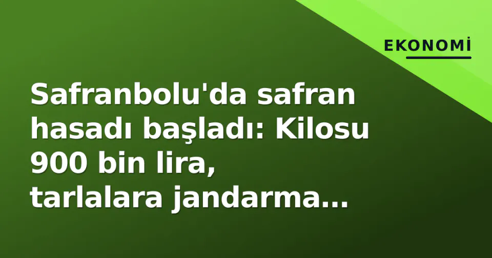 Safranbolu'da safran hasadı başladı: Kilosu 900 bin lira, tarlalara jandarma nöbeti görseli