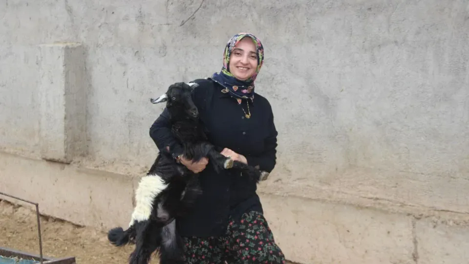 Öğretmenlikten Hayvancılığa: Cizre'li Gülbahar Bağdur 10 Koyunla Başlayıp 250 Küçükbaşa Ulaştı görseli