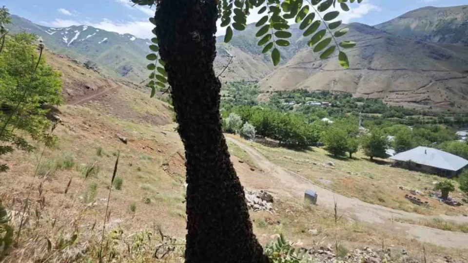 Elazığ Palu'da doğa mucizesi: Akasya ağacı arı istilasına uğradı görseli