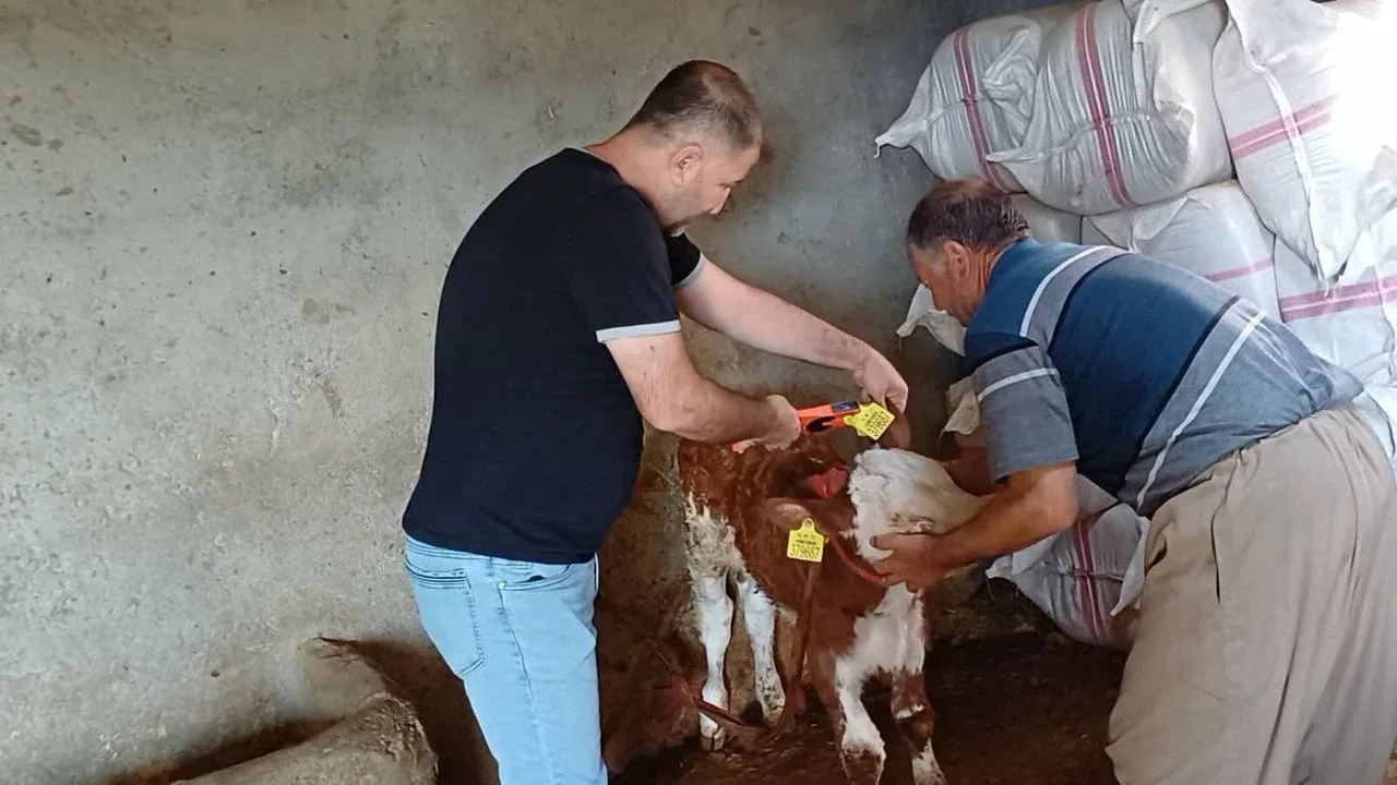 Şırnak'ta Hayvan Sağlığı Çalışmaları: Aşılama ve Küpeleme Mahalle Mahalle Devam Ediyor Şırnak'ta Hayvan Sağlığı Çalışmaları: Aşılama ve Küpeleme Mahalle Mahalle Devam Ediyor