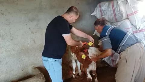 Şırnak'ta Hayvan Sağlığı Çalışmaları: Aşılama ve Küpeleme Mahalle Mahalle Devam Ediyor