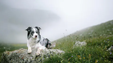 Çin'de İnanılmaz Trajedi: 1,5 Milyon Takipçili Ünlü Köpek Çalınıp Yenmiş