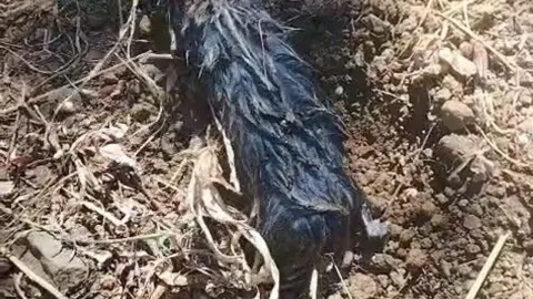 Elazığ'da Tarlada Çalışan Çiftçi Şaşkına Döndü: Köstebek Sandığı Hayvanın Gerçek Kimliği