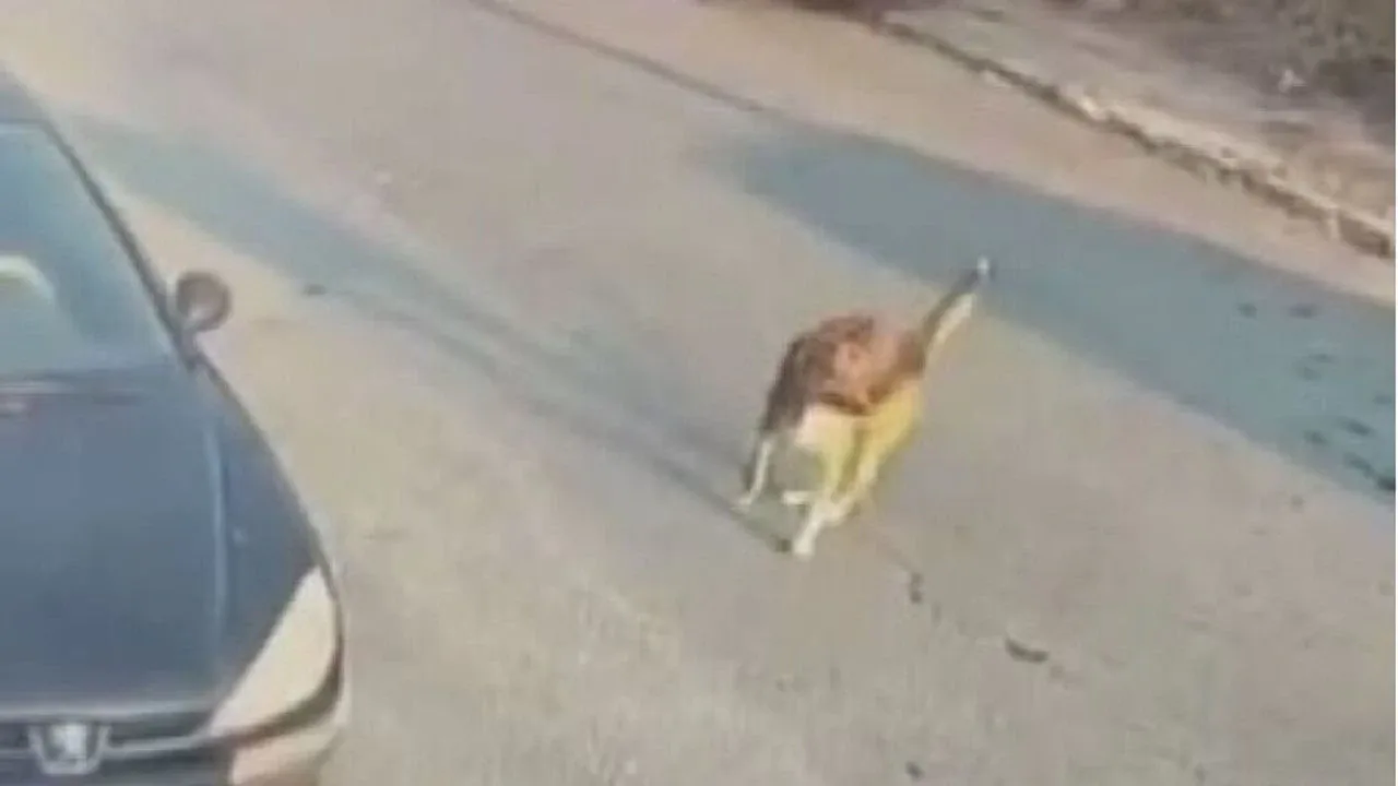 Silivri'de sokak köpeğine çarpan sürücü tutuklandı Silivri'de sokak köpeğine çarpan sürücü tutuklandı