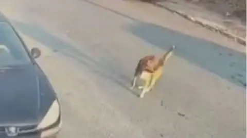 Silivri'de sokak köpeğine çarpan sürücü tutuklandı Silivri'de sokak köpeğine çarpan sürücü tutuklandı