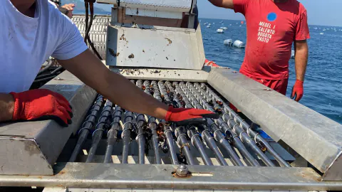 Yalova'da Midye Üretimine Kritik Engel: Arındırma Tesisi Beklentisi